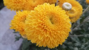 №34 Корейская хризантема КАТРИН ЭЛЛОУ