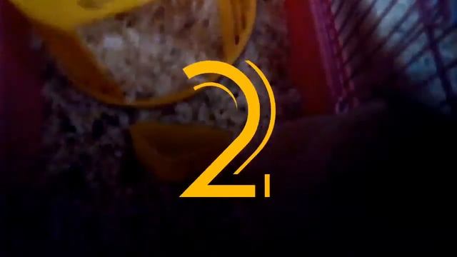 VLOG 🍩 Пончик кушает.Факты о Зефирке