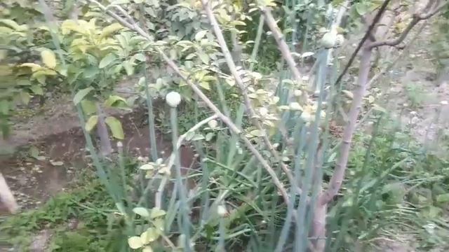 МЕВАЛАРНИ БАРГИ НИ КУРИШИ. ....ОЛМА НОК БЕХИ..ОЖОГ смотреть онлайн