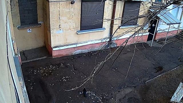 ворона охотится на голубя смотреть онлайн