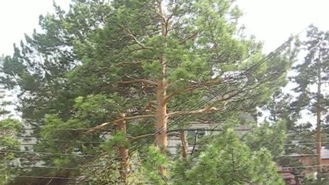 Пение птиц за окном смотреть онлайн