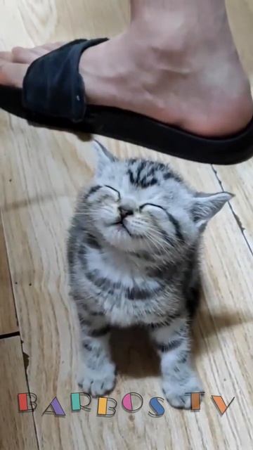 😂Смешные животные😺🐷🐶 Приколы🤣 смотреть онлайн