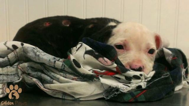A Firefighter Rescued a Dog from a Fire, but People Refused the ‘Defective’ Puppy смотреть онлайн