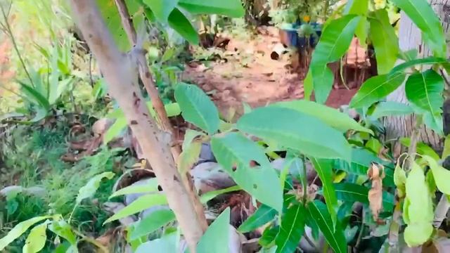 Split ENDS? Secret Hair Serum from Grand Mother. смотреть онлайн