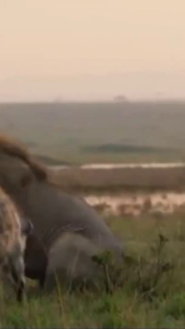 Will jackals eat lions? #shorts #funny #funnypetsghar смотреть онлайн