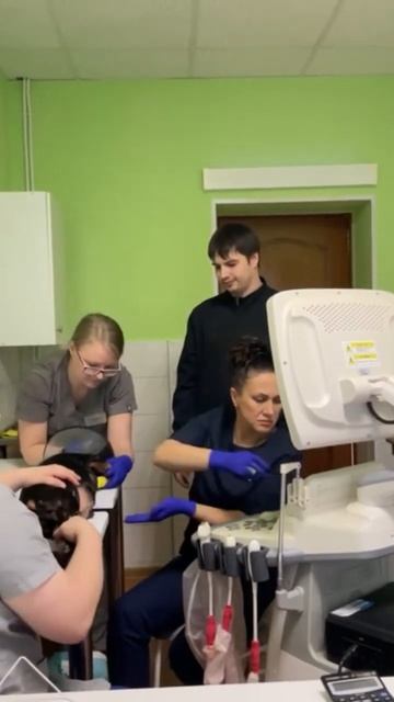 Стационар для животных смотреть онлайн