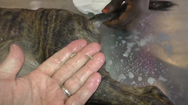 Remove mango worms from dog - Remove mango worms from dog skin Удалите манговых червей с кожи собак смотреть онлайн