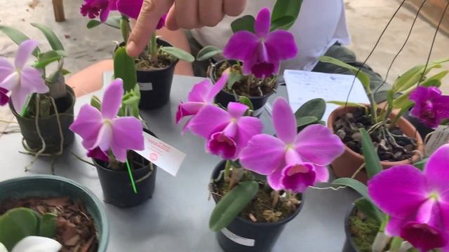 Reinaldo Ilaci falando de Laelia pumila … floração, diferenças de cores e preços… смотреть онлайн