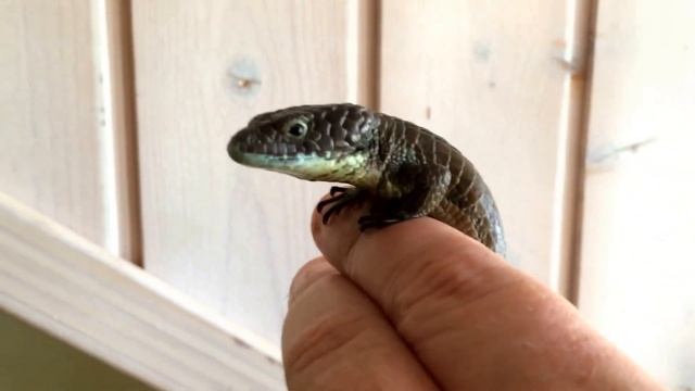 Young male Abronia graminea смотреть онлайн