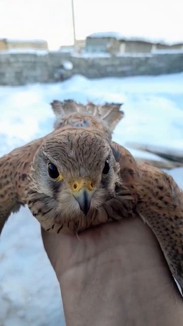 A hawk chick that needs help. #hawk #shorts #bird смотреть онлайн