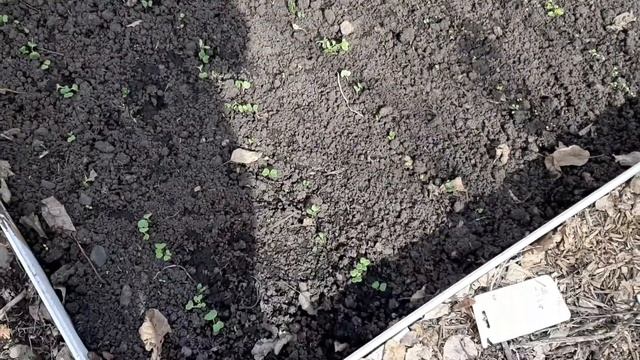 Огородные дела. Побелила деревья. смотреть онлайн