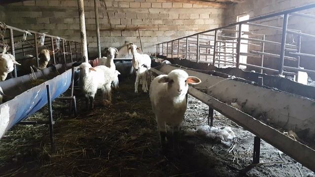 корова овчи куры цыплята))