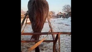 обучение кобылы милашки в санях