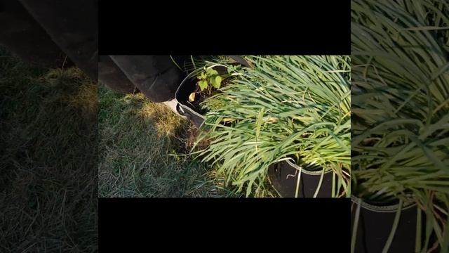 Garden Tour July 2021 смотреть онлайн