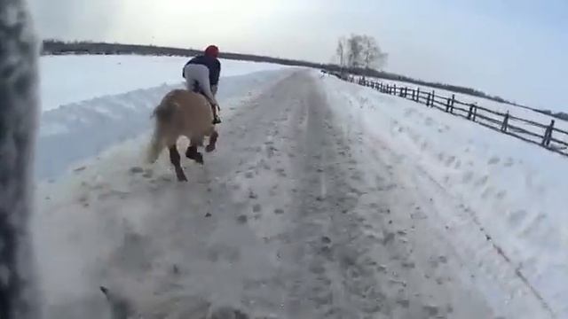 Конные скачки 2020 смотреть онлайн