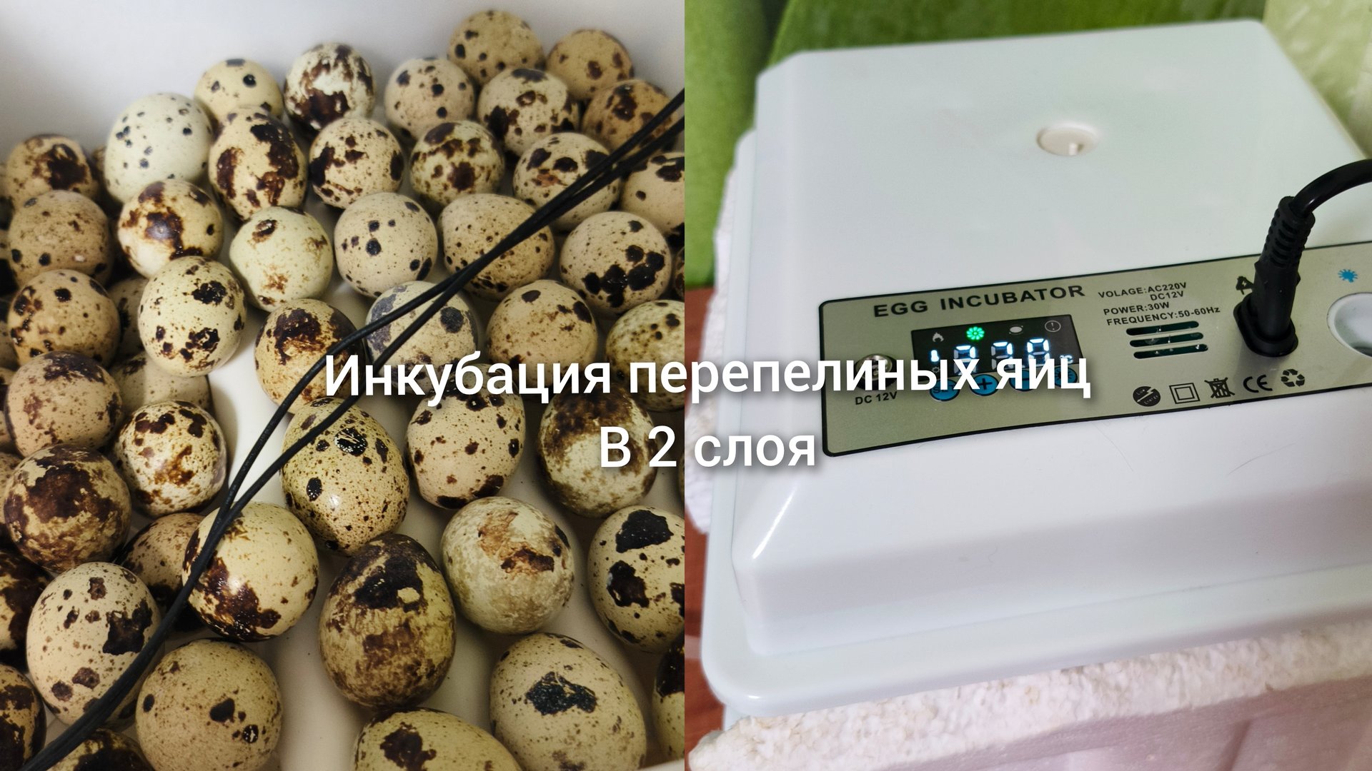 Перепелки инкубация перепелиных яиц смотреть онлайн