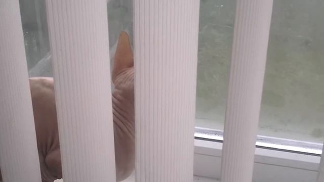 Кот ругается на птиц смотреть онлайн