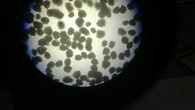 Crassostrea gigas (larva)