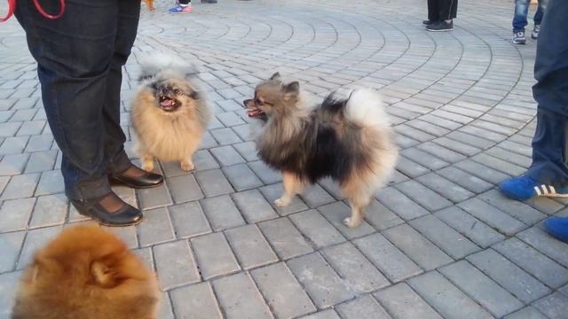 Прогулка со шпицами смотреть онлайн
