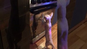 Котёнок Сфинкс помогает мне печь пирог😊🐾