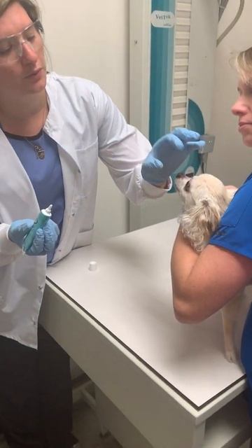 SS#23_Applying Eye Medication To A Canine_22543816_Rebecca Erwin