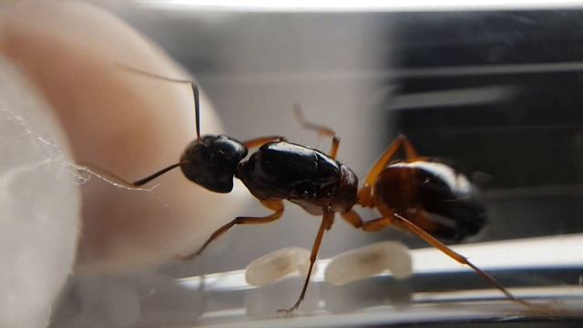 Camponotus Sanctus ( Forel, 1904 ) #ants  #antkeeping