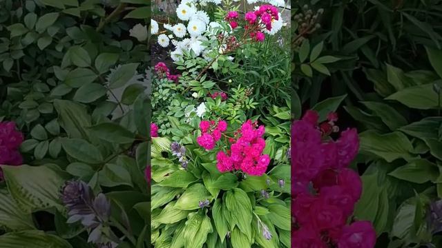 Динки Бельгия 2002 смотреть онлайн