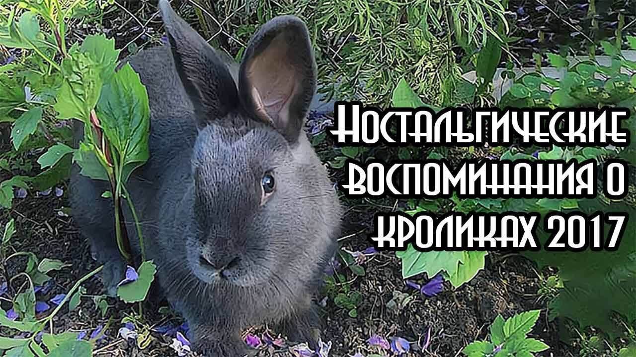 Фотогалерея кроликов 2017. Сравните предпочтения заводчиков сейчас и 10 лет назад.