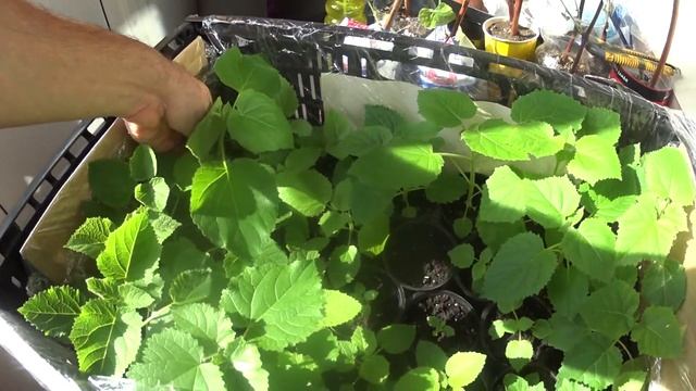 Павловния 15.03.2020г. Полтора месяца саженцам(1) смотреть онлайн