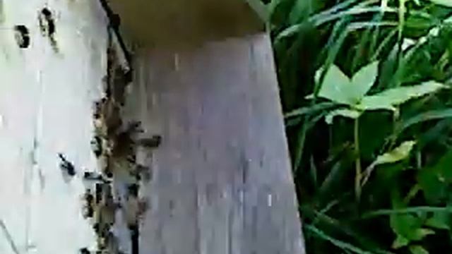 Пчелы и лето... смотреть онлайн