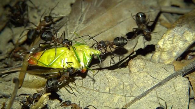 Ants transport bug. Ameisen transportieren Wanze смотреть онлайн