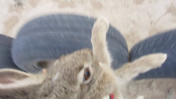 Поймал зайчика руками