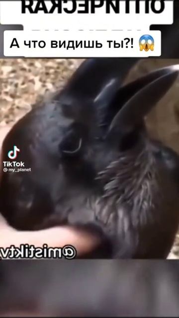 что видишь ты? смотреть онлайн