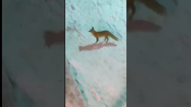 Хитрая лиса смотреть онлайн