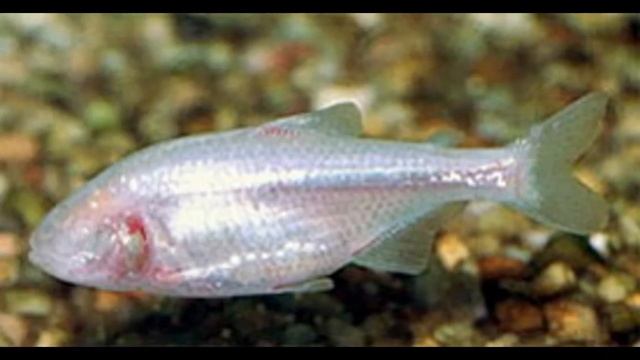 Blind Cave Tetra Look!! смотреть онлайн