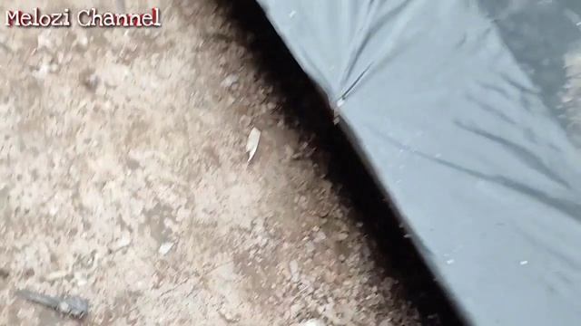 KUCING KECIL YANG SANGAT KELAPARAN , SAMPAI-SAMPAI BADAN KURUS !! смотреть онлайн