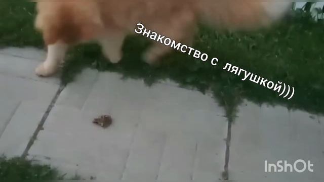 Городские коты на даче. смотреть онлайн