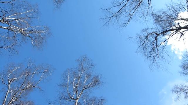 Весеннее небо в березовой роще. смотреть онлайн