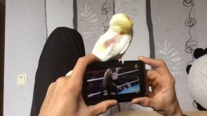 Попугай корелла просит чтоб его почесали / Приливы нежности