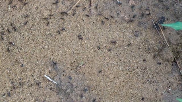 アリの戦闘行進および略奪品と凱旋、サムライアリか смотреть онлайн