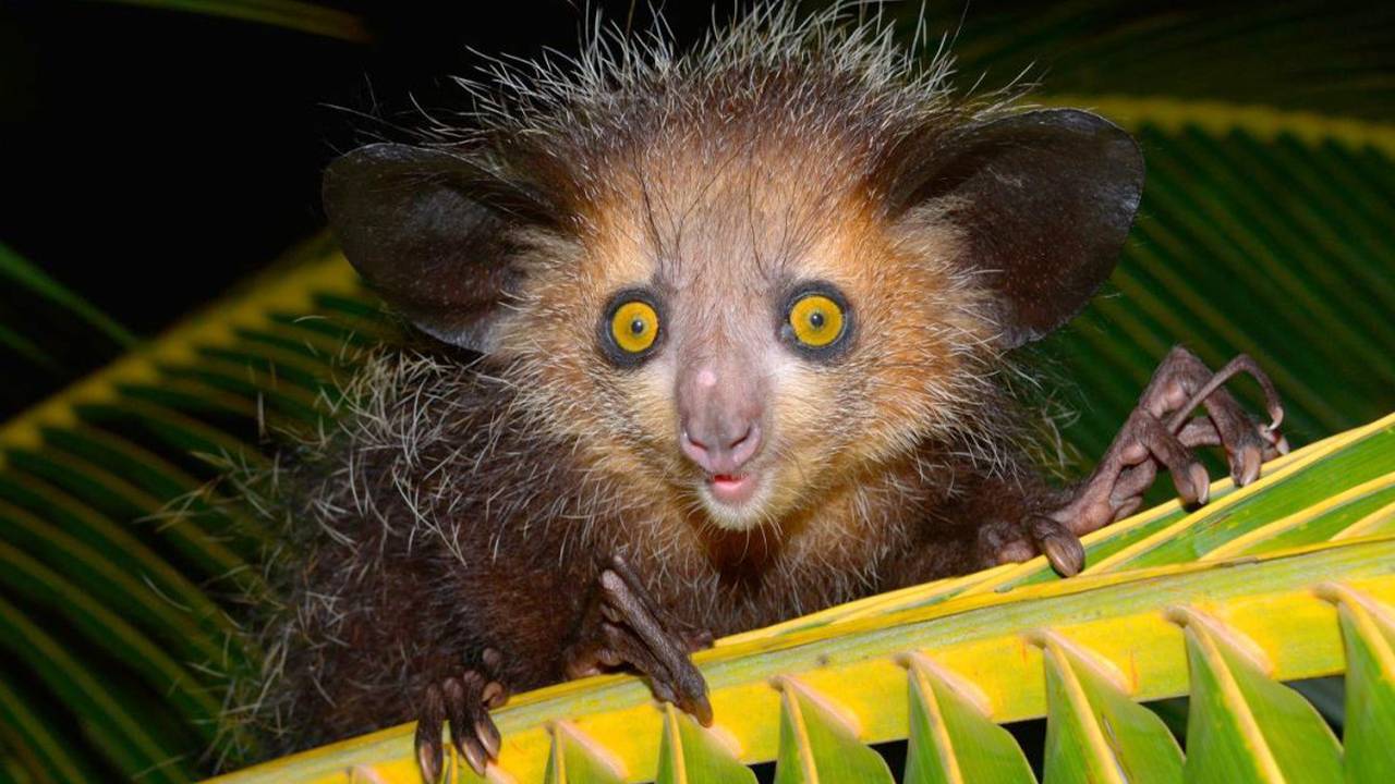 Мадагаскарская руконожка (Ай-ай) – самое странное животное! Дятел среди приматов!