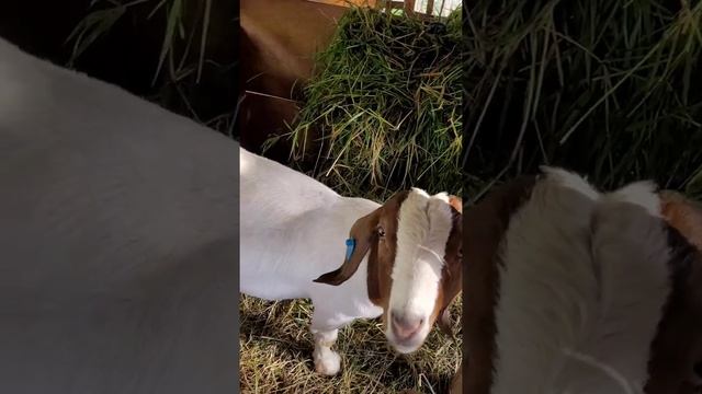 How to tell when a doe is near kidding / signs to look out for #information #sharingmyexperience смотреть онлайн