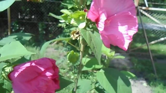 MOCSÁRI HIBISCUS 2014 смотреть онлайн