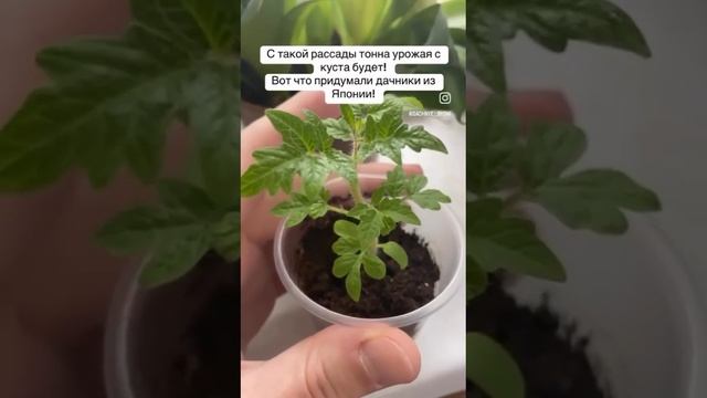 японский метод выращивания рассады томатов