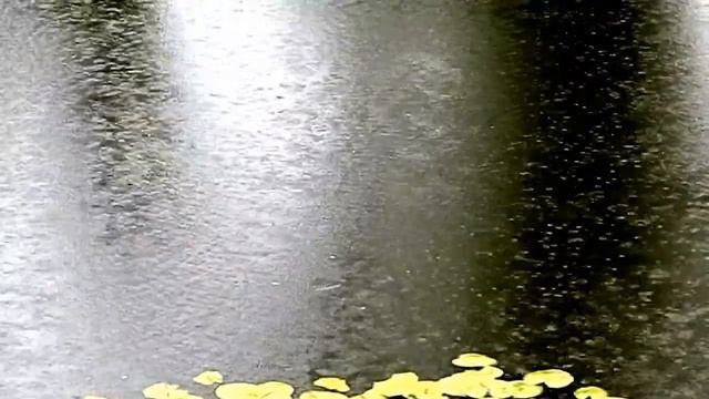 идет дождь на озере с лилиями It rains on a lake with lilies смотреть онлайн