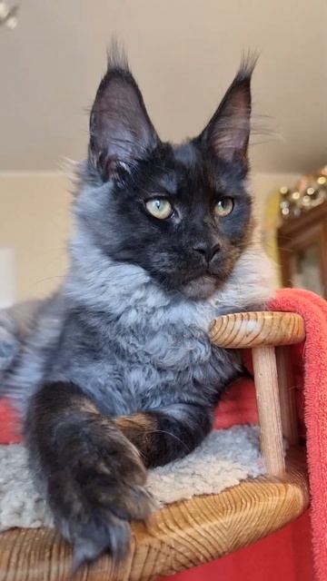 кошка мейн кун из питомника Страна Гулливеров, gulliver-coon.ru смотреть онлайн