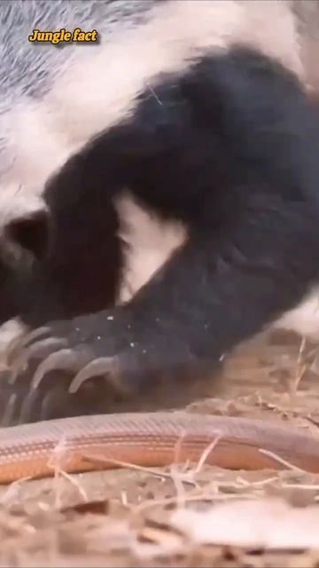 Sneak Vs Honey badger who will win? 👉👉👉 comment here смотреть онлайн