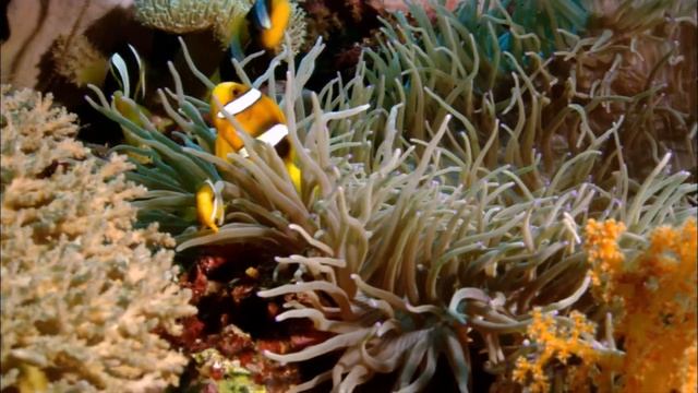 Рыбки..! смотреть онлайн