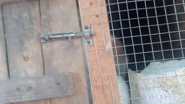 #Обзор мясных и декоративных кроликов#Новый кролик в моем хозяйстве#Новое животное ,кто же это?