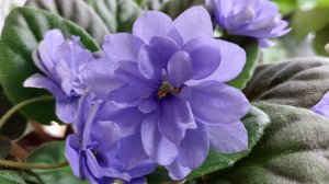 Цветение февраля🌸❄️☀️